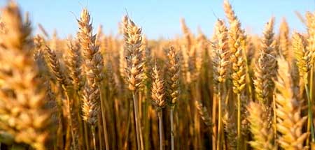 ۴۰ درصد خرید تضمینی گندم توسط تعاون روستایی انجام شد